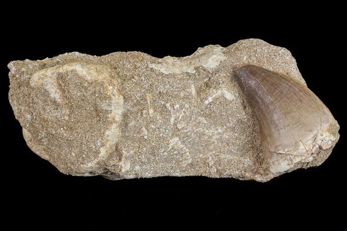 Mosasaur (Prognathodon) Tooth In Rock #70464